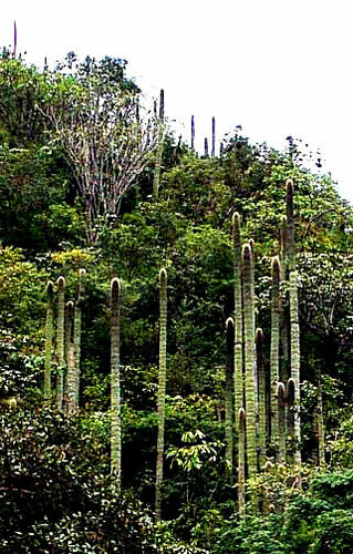 Cephalocereus polylophus