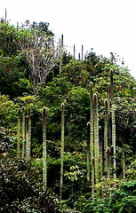Cephalocereus polylophus