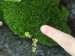 Bryopsida