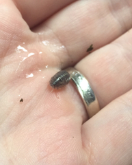 Armadillidium vulgare