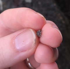 Armadillidium vulgare