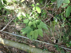 Phanera championii, photograph W Rao, CC BY, iNaturalist via GBIF
