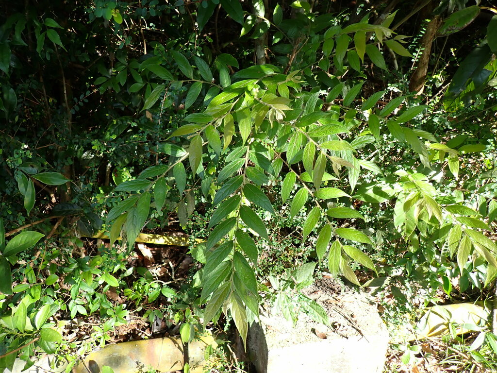 Bọt ếch – Glochidion eriocarpum