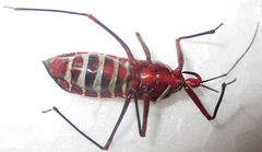 Phonoctonus