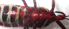 Phonoctonus