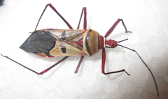 Phonoctonus