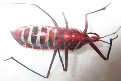 Phonoctonus