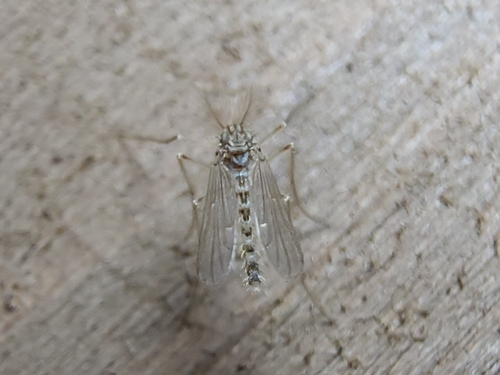 Pentaneura