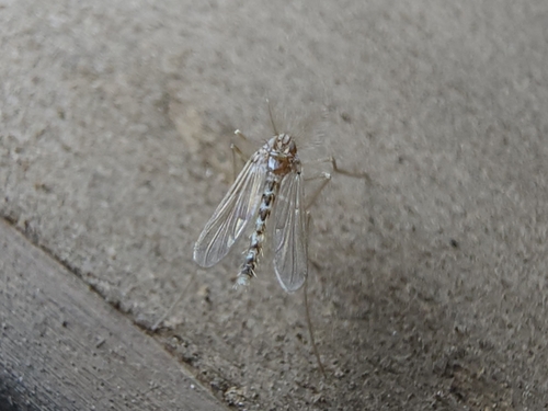 Pentaneura