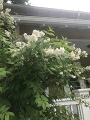 Deutzia