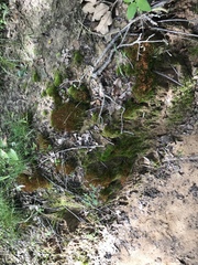 Ceratodon
