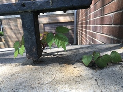 Parthenocissus tricuspidata