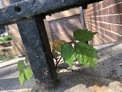 Parthenocissus tricuspidata