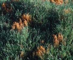 Cuscuta pacifica pacifica