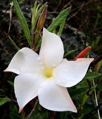 Mandevilla hypoleuca