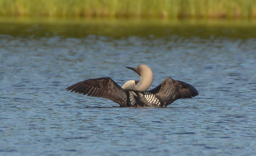 Arctic Loon