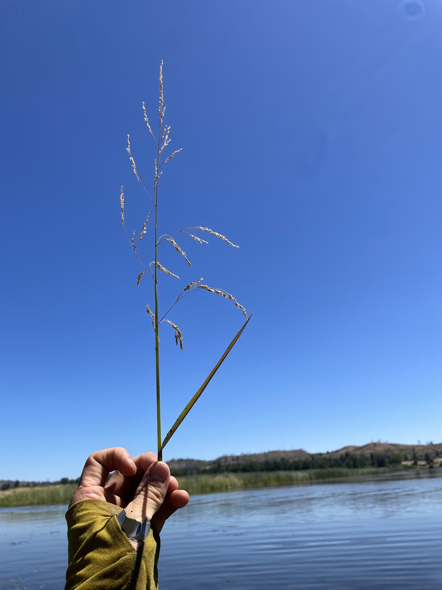 Imagem de Capim-arroz