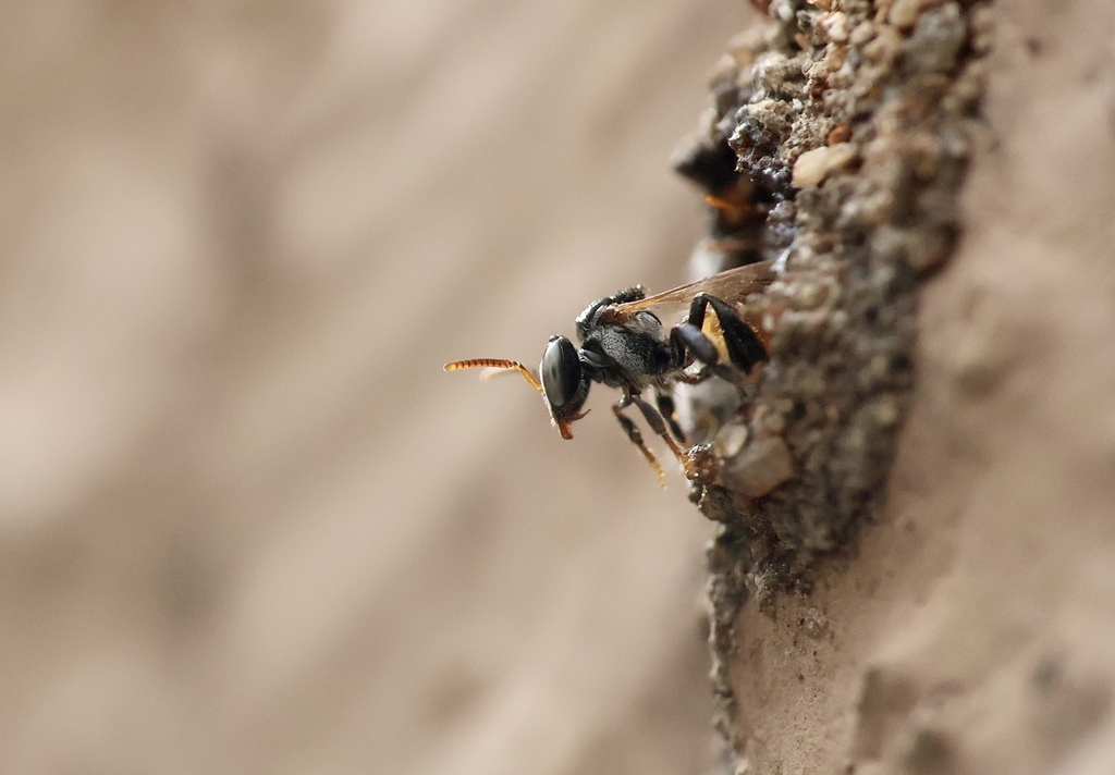Indian Stingless Bee