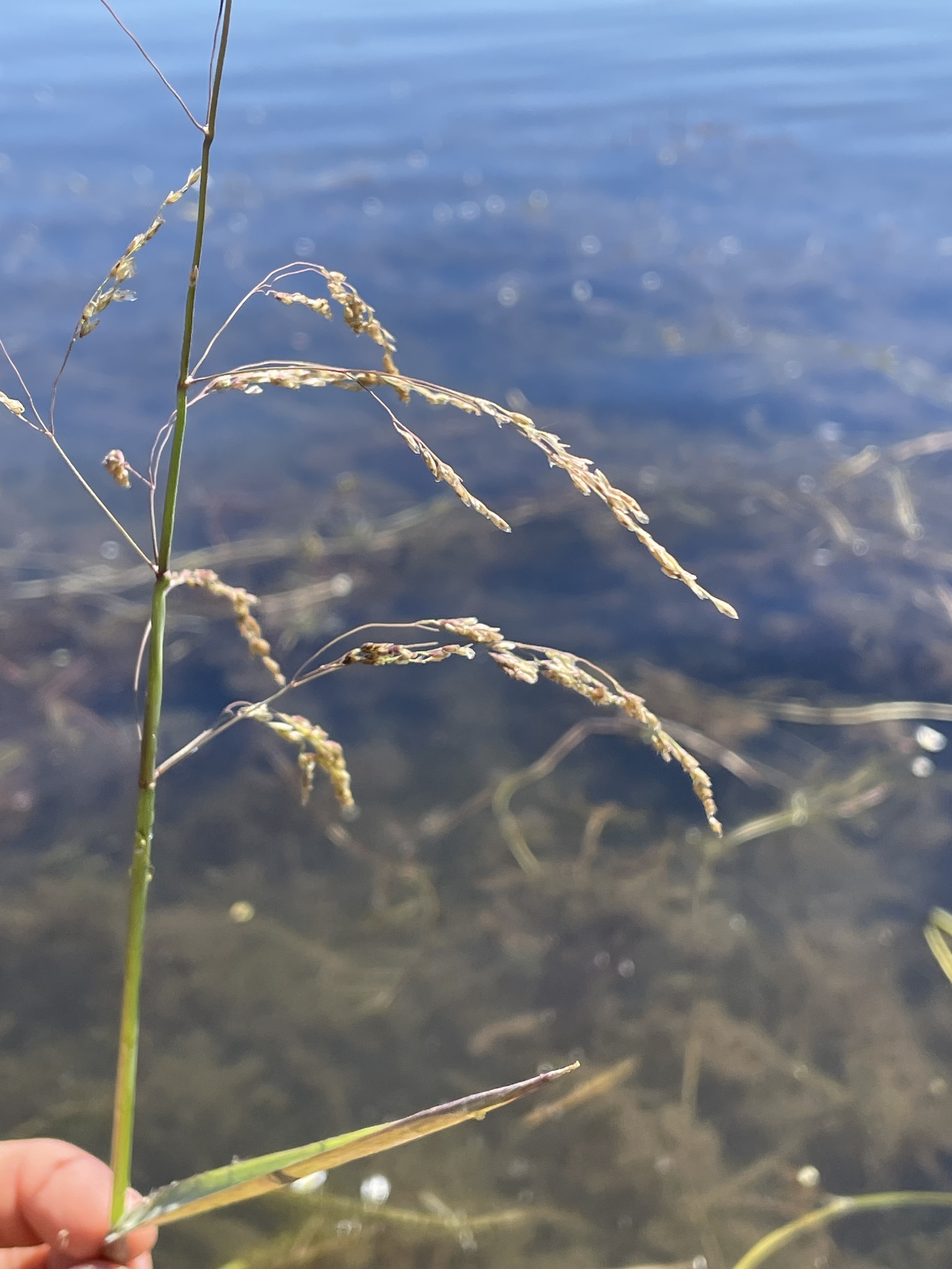 Imagem de Capim-arroz