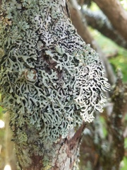 Hypogymnia krogiae