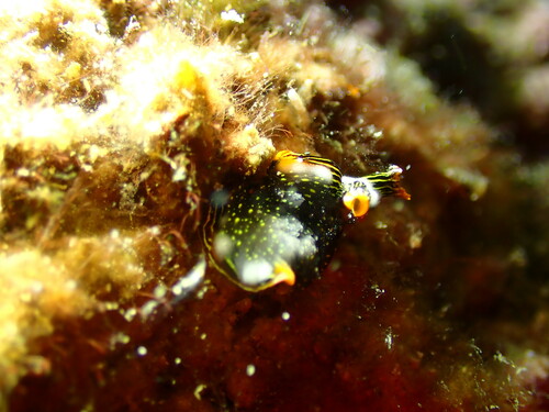 ハナミドリガイの写真