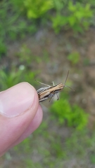 Chorthippus maritimus