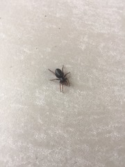 Trachyzelotes pedestris