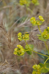 Euphorbia stepposa