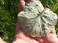 Puccinia poarum