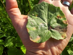 Puccinia poarum