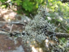 Pseudevernia cladonia