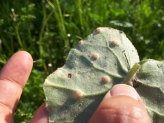 Puccinia poarum