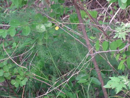 Asparagus oligoclonos iNat (1)