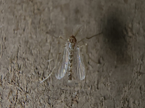 Pentaneura