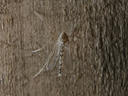 Pentaneura