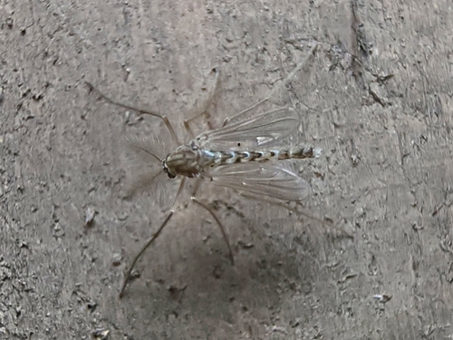 Pentaneura