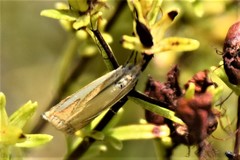 Crambus satrapellus