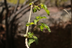 Aloysia