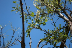 Eysenhardtia orthocarpa