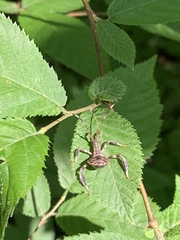 Acanthocephala declivis