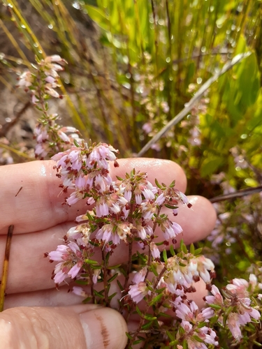 Image of Erica karwyderi by (c) magriet b, some rights reserved (CC BY-SA)