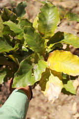 Quercus chihuahuensis