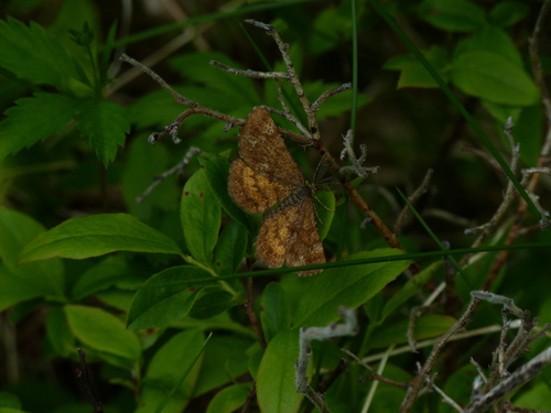 Cranberry Spanworm Moth photo 2