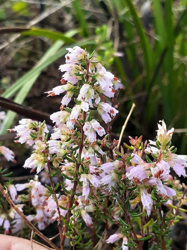 Image of Erica karwyderi by (c) magriet b, some rights reserved (CC BY-SA)