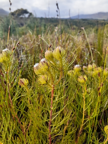 Image of Serruria phylicoides by (c) magriet b, some rights reserved (CC BY-SA)