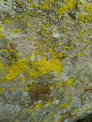 Chrysothrix onokoensis