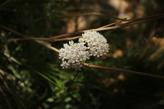 Asclepias angustifolia