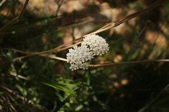 Asclepias angustifolia
