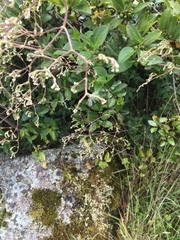 Valeriana clematitis