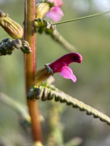 Image of Small-flower Lousewort by no rights reserved